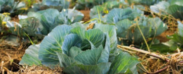 10 Steps to Grow Organic Vegetables at Home