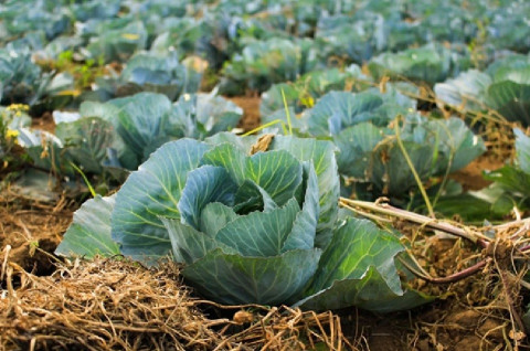10 Steps to Grow Organic Vegetables at Home