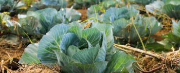 Steps in Growing and Maintaining an Organic Garden
