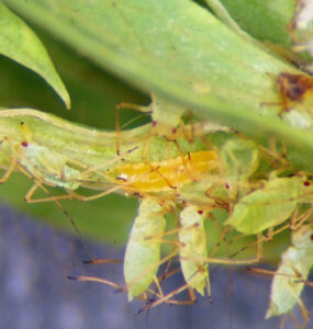 Aphid Midge - 15 Useful Insects and Creatures for Your Garden (with Pictures)
