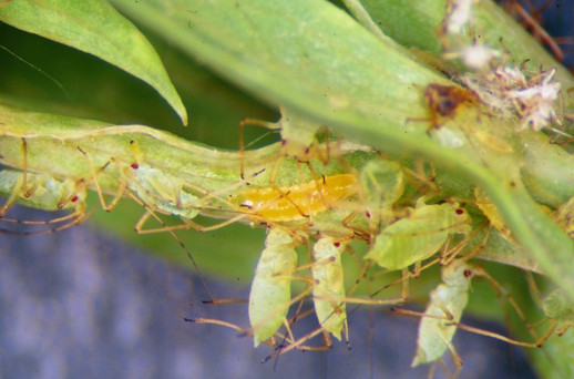 Aphid Midge