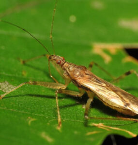 Damsel Bug Garden Benefits and How to Attract Them