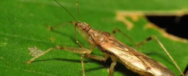 Damsel Bug Garden Benefits and How to Attract Them