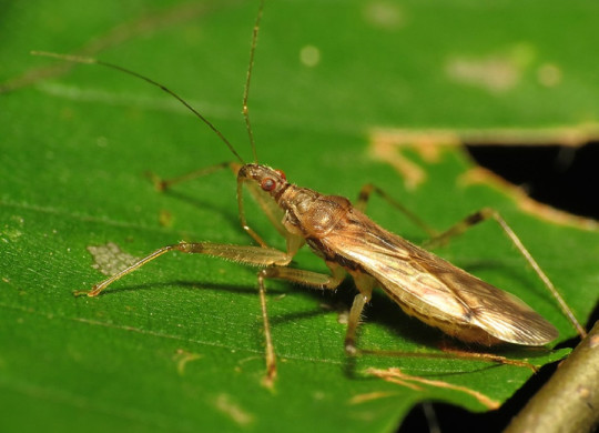 Damsel Bug Garden Benefits and How to Attract Them