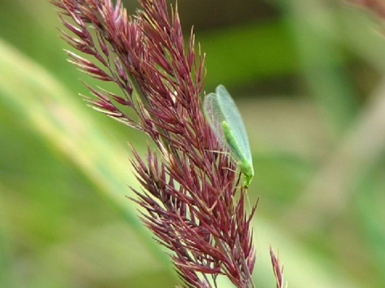 Green Lacewing - 15 Useful Insects and Bugs for Your Garden
