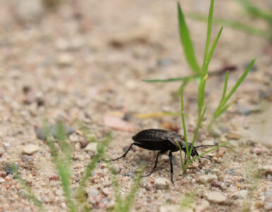 Ground Beetle Garden Benefits and How to Attract Them