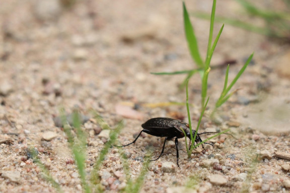 Ground Beetle
