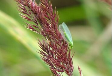 Green Lacewing - 15 Useful Insects and Bugs for Your Garden