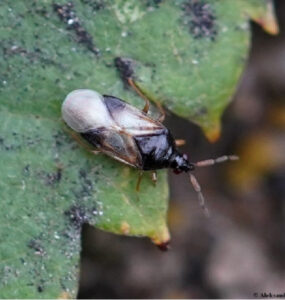 Minute Pirate Bug Garden Benefits & How to Attract Them
