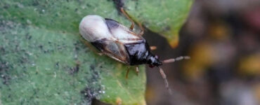 Minute Pirate Bug Garden Benefits & How to Attract Them