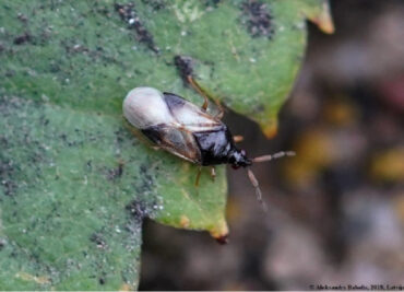 Minute Pirate Bug Garden Benefits & How to Attract Them