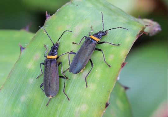 Soldier Beetles