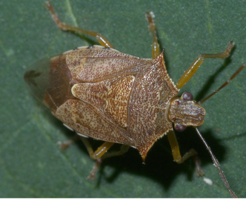 Spined Soldier Bug