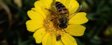 5 Benefits of Bees & How to Attract Them