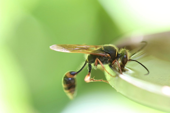 Wasps