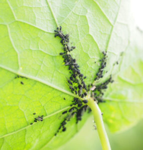 21 Natural Ways to Get Rid of Aphids (Greenfly or Blackfly)