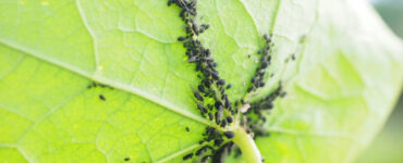21 Natural Ways to Get Rid of Aphids (Greenfly or Blackfly)