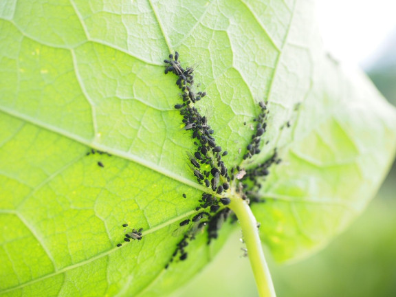21 Natural Ways to Get Rid of Aphids (Greenfly or Blackfly)
