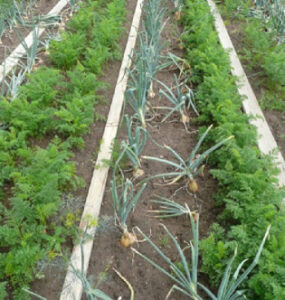Companion Planting Guide: Plants You Can Grow Next to Each Other