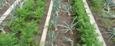 Companion Planting Guide: Plants You Can Grow Next to Each Other