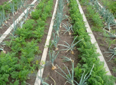 Companion Planting Guide: Plants You Can Grow Next to Each Other