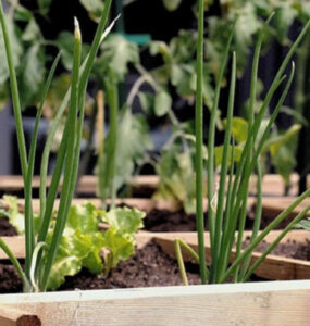 Companion Planting Guide: Plants You Can Grow Next to Each Other