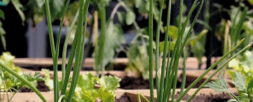 Companion Planting Guide: Plants You Can Grow Next to Each Other