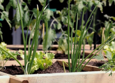 Companion Planting Guide: Plants You Can Grow Next to Each Other