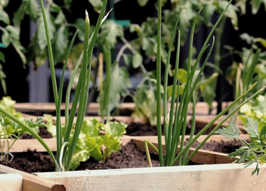 Companion Planting Guide: Plants You Can Grow Next to Each Other