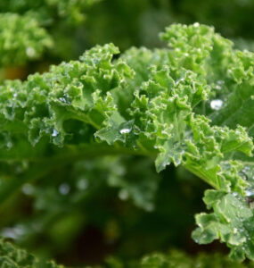 How to Grow Kale (Plus Health Benefits)