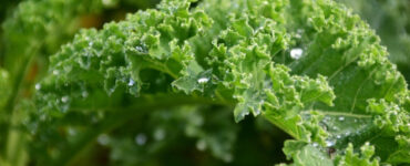 How to Grow Kale (Plus Health Benefits)