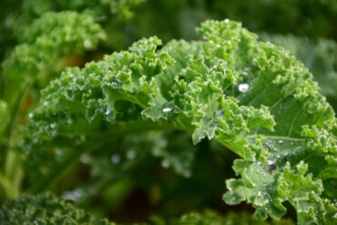 How to Grow Kale (Plus Health Benefits)