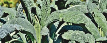 How to Grow Kale (Plus Health Benefits)