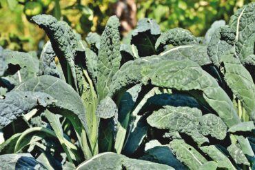 How to Grow Kale (Plus Health Benefits)