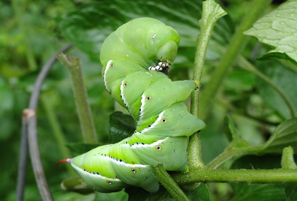 11 Natural Ways to Get Rid of Caterpillars on Plants - Dre Campbell Farm