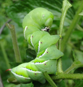 11 Natural Ways to Get Rid of Caterpillars on Plants