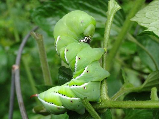 11 Natural Ways to Get Rid of Caterpillars on Plants