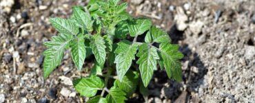 Epsom Salt for Plants: Ease Your Gardening Woes