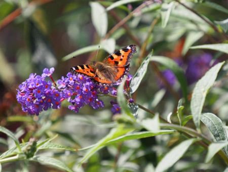 Butterfly Bush