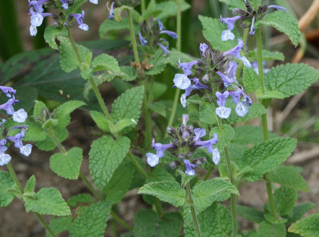 Catmint