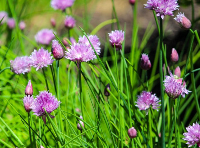 Chives