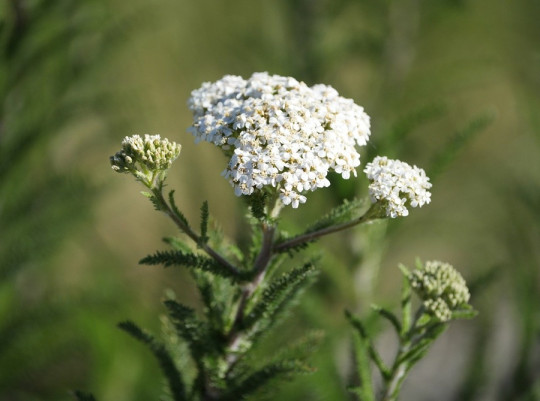 Common Yarrow