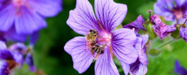 Cranesbills - 23 Flowers That Attract Bees and Other Pollinators (with Pictures)