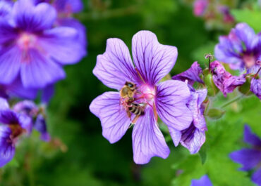Cranesbills - 23 Flowers That Attract Bees and Other Pollinators (with Pictures)
