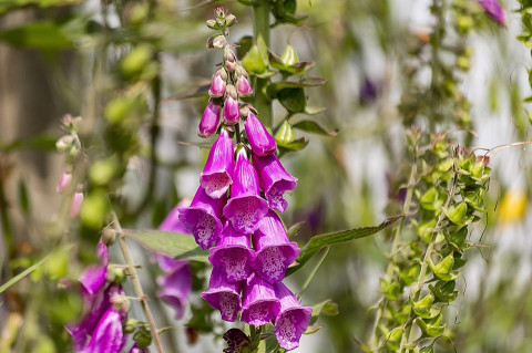 Foxglove