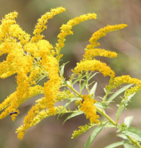 Goldenrod -23 Flowers That Attract Bees and Other Pollinators