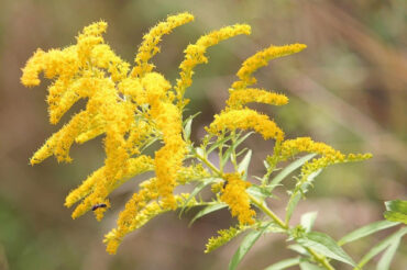 Goldenrod -23 Flowers That Attract Bees and Other Pollinators