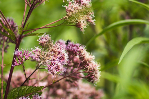 Joe-Pye Weed