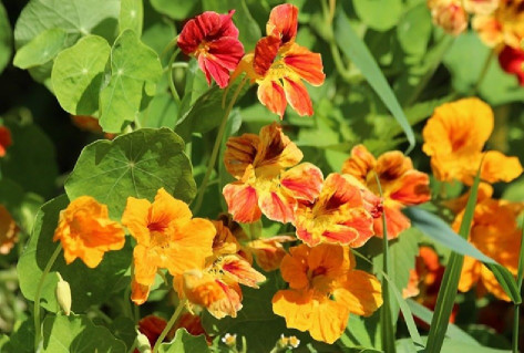 Nasturtium