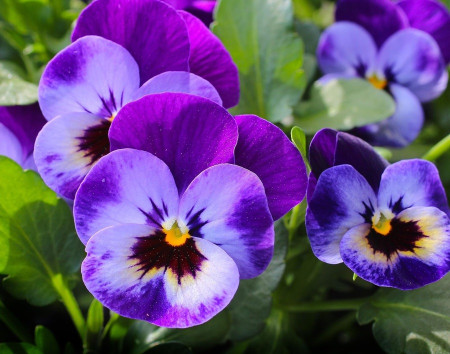 Pansies